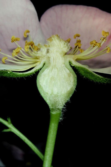 Hip - the deep hypanthium may fool you into thinking the ovaries are inferior - but they are not!